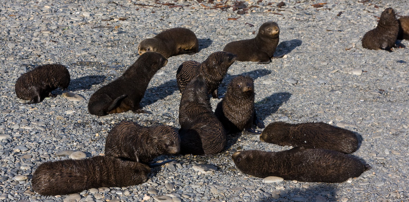 Juvenile Antarctic Fur Seals